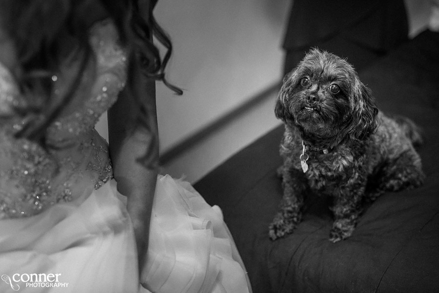 smithton Illinois wedding photography dog