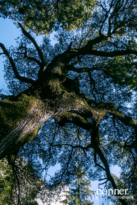 VSCO Film 03 in Yosemite by Conner Photography