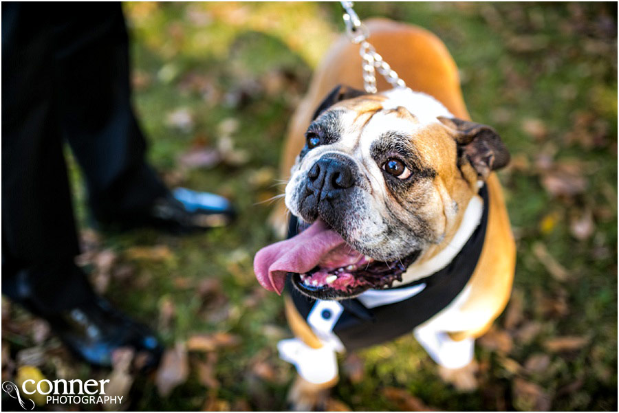 wedding with dog