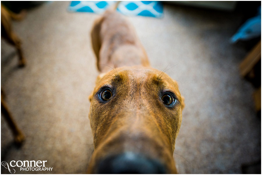 outdoor st louis wedding at home dog