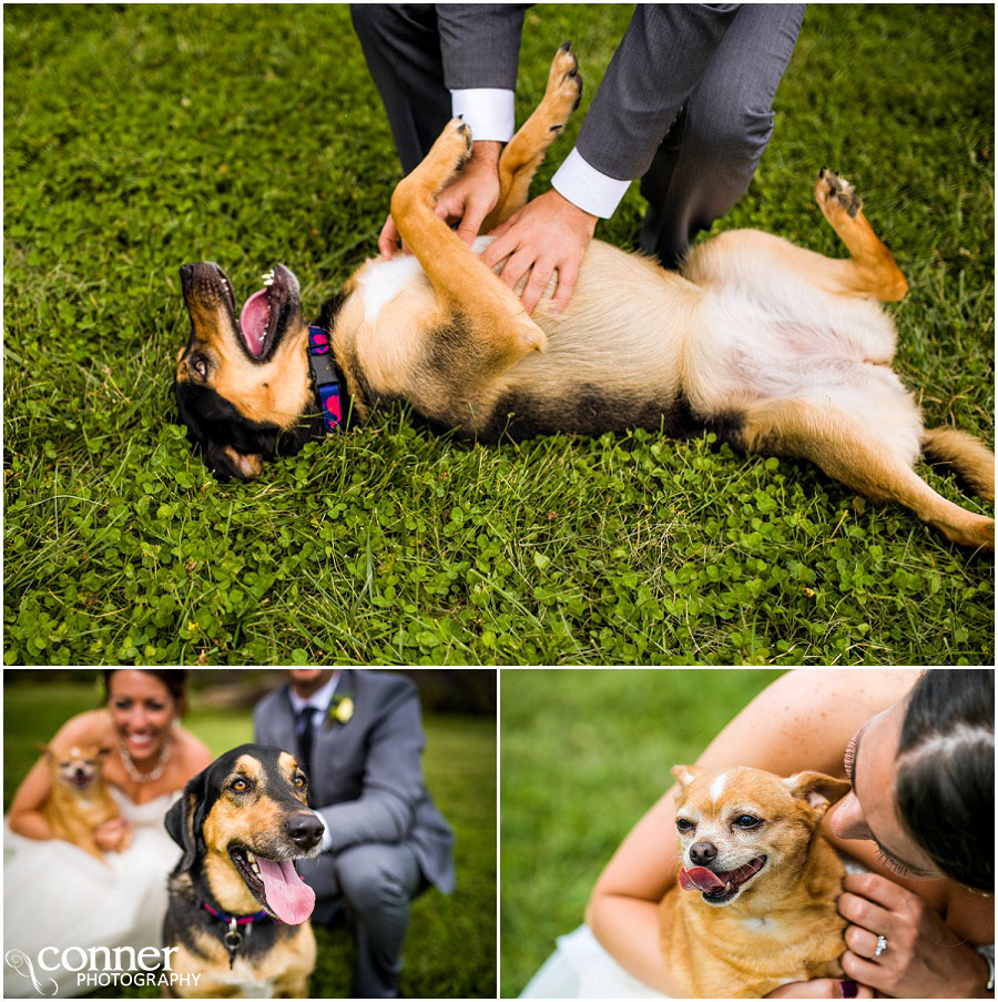 wedding dogs