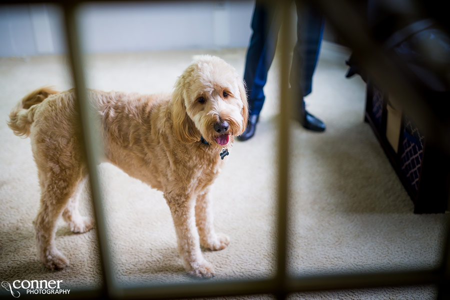 smithton Illinois wedding photography dog