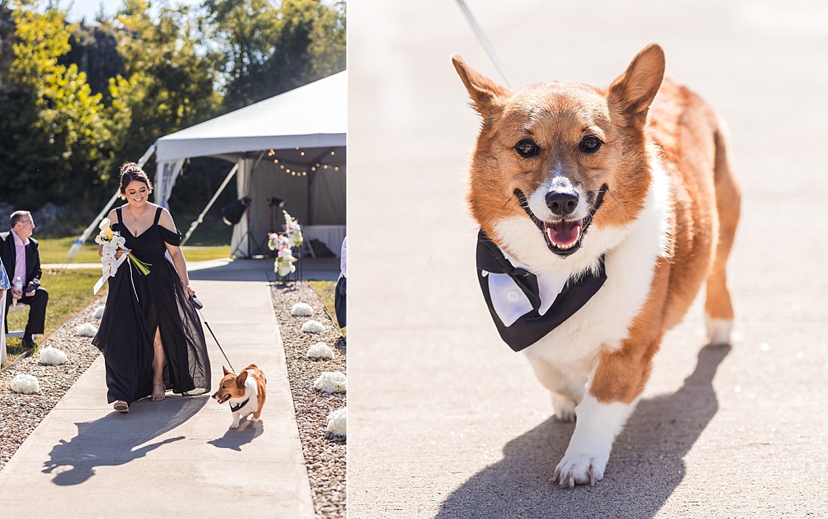 Melicia's bridesmaid walks the corgi down the wedding venue path, followed by a close-up of the dog wearing a tiny tuxedo.